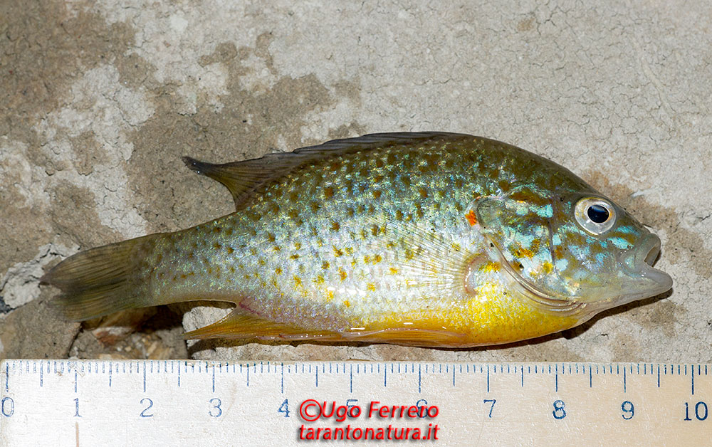 Lepomis gibbosus e Carassius auratus